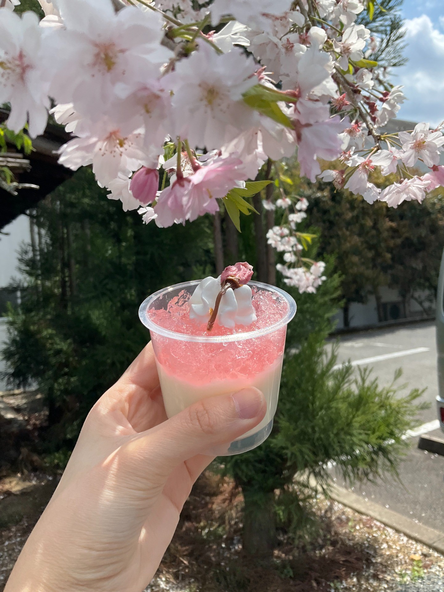 桜香る杏仁ゼリーレク