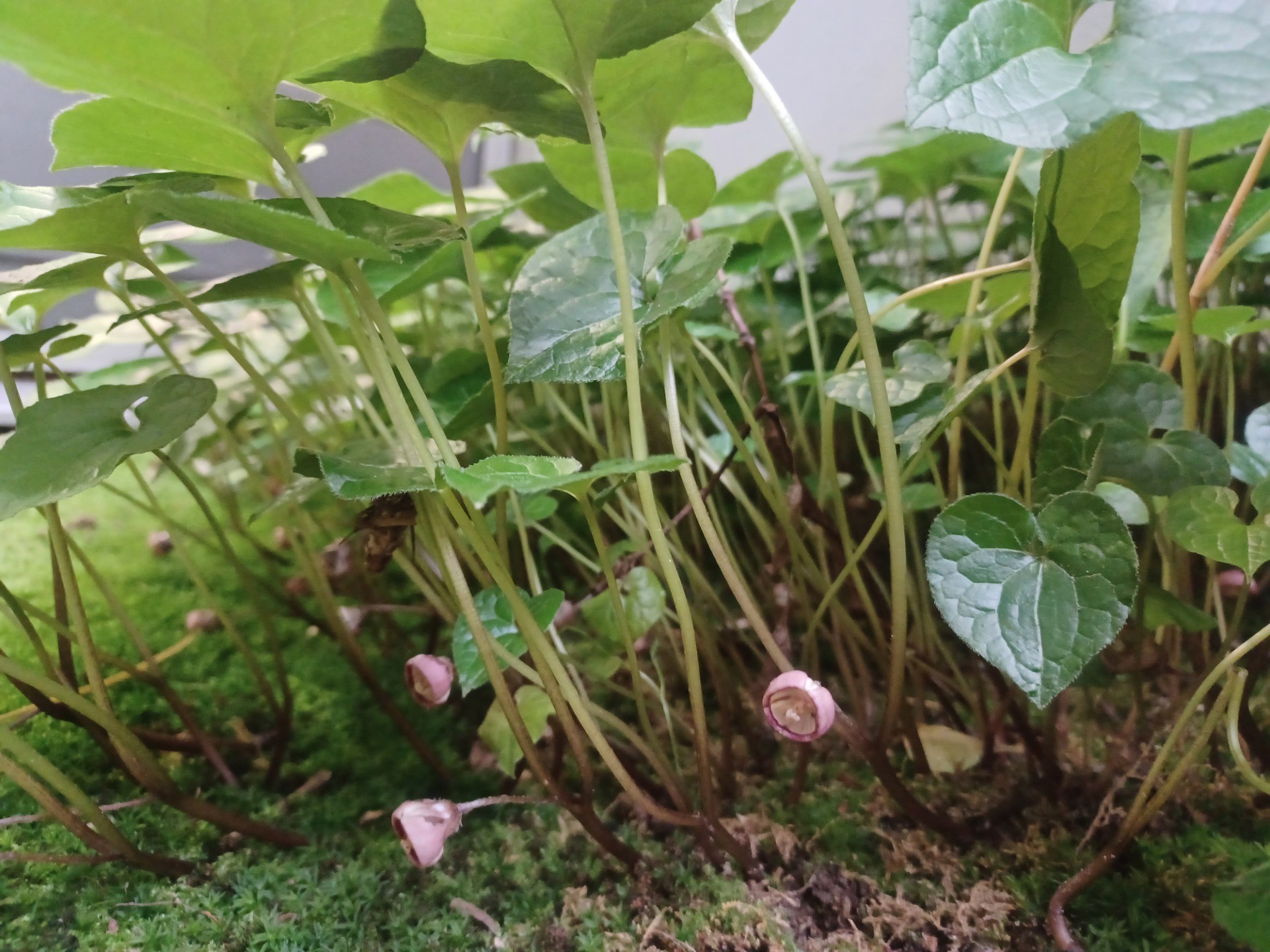 葵プロジェクト